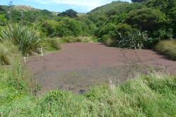 Azolla rubra: plants covering the surface of standing water, tinged red in the open sun.   
 Image: L.R. Perrie © Te Papa 2011 CC BY-NC 3.0 NZ